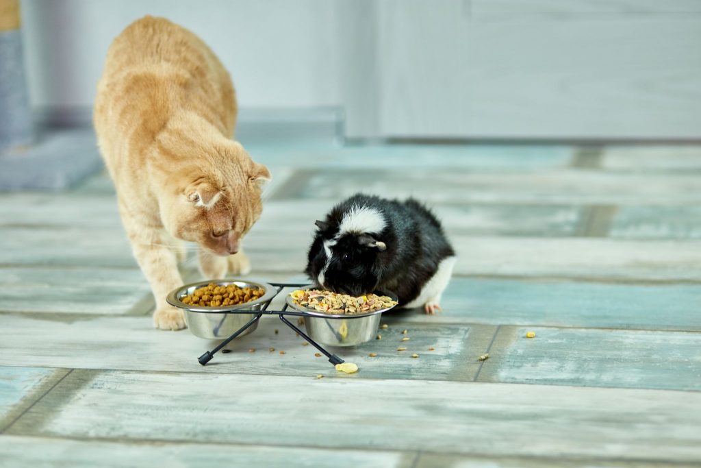 pet diet essentials
