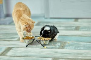 pet diet essentials