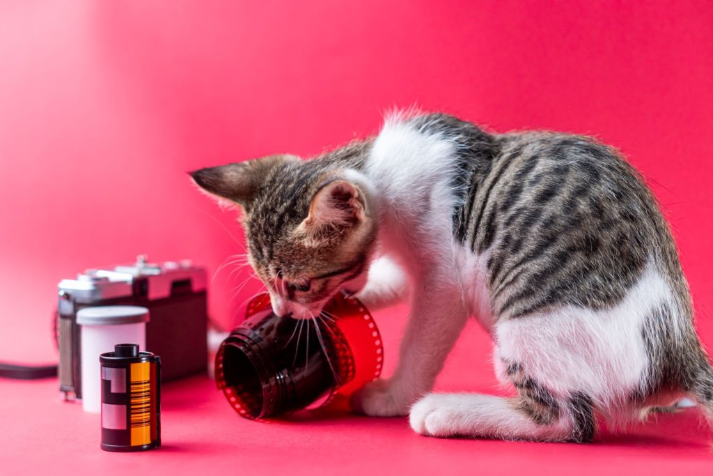 What is the best camera gear and lens setup for professional pet photography?
