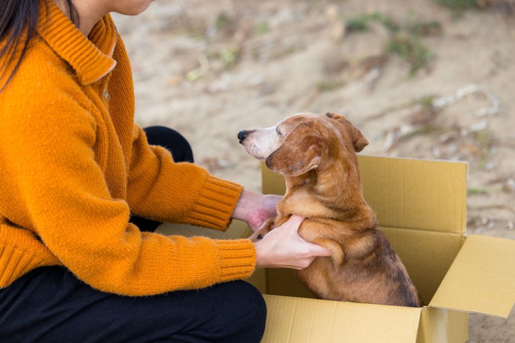 The Ultimate Guide to Dog Adoption: Everything You Need to Know Before Rehoming a Pet