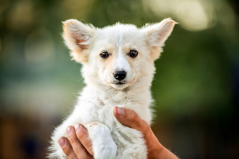 How much does the average dog adoption process cost including fees and initial supplies?