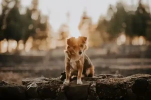rescue dog