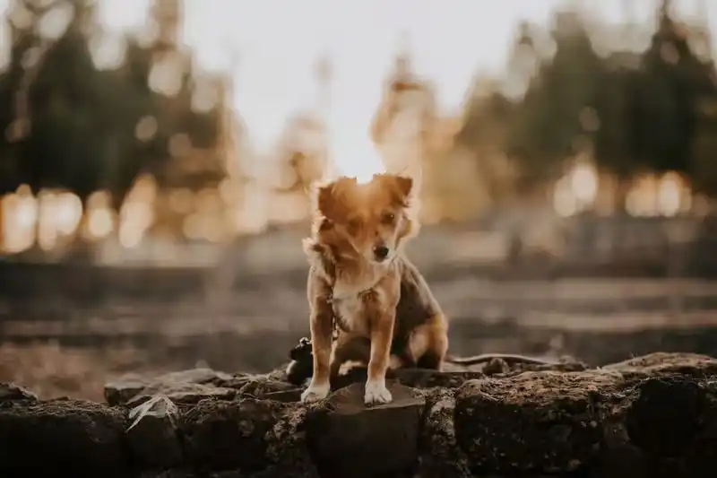 Is my home environment ready for a rescue dog?