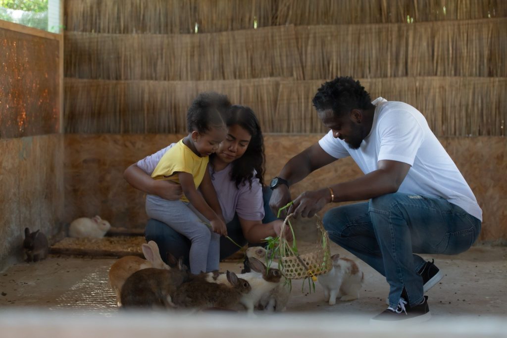 animal rescue operations