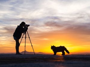 pet photography