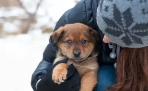 pet adoption process