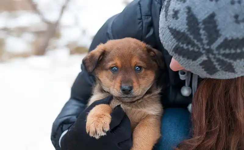 pet adoption process