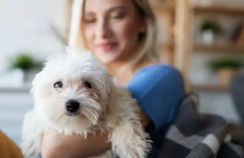 Which dog breeds are best suited for first-time adopters and apartment living?