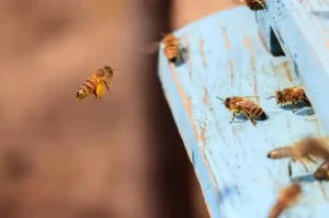bee removal