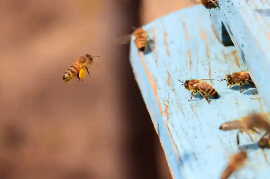 bee removal